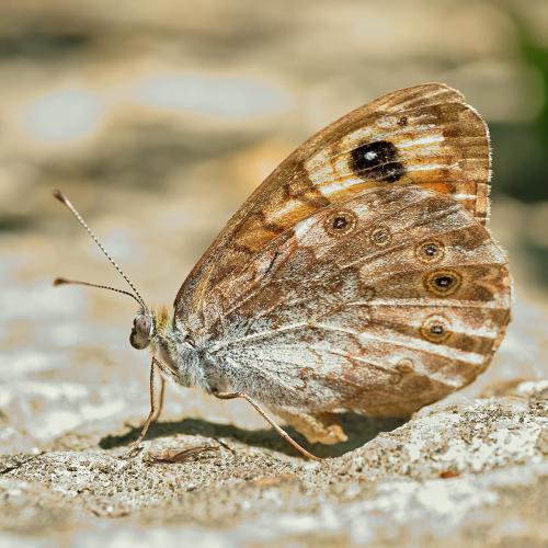 Lasiommata maera